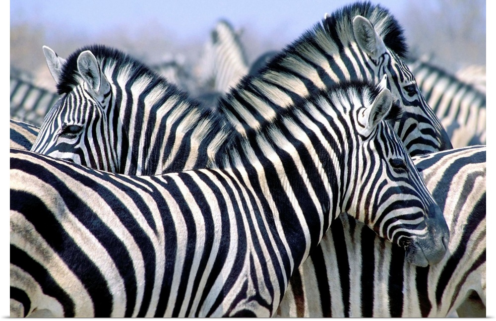 Burchell's Zebra (Equus Quagga Burchellii), Etosha National Park, Namibia, Africa
