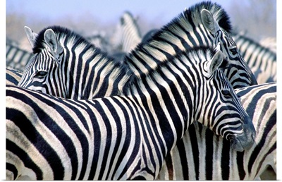 Burchell's Zebra (Equus Quagga Burchellii), Etosha National Park, Namibia, Africa