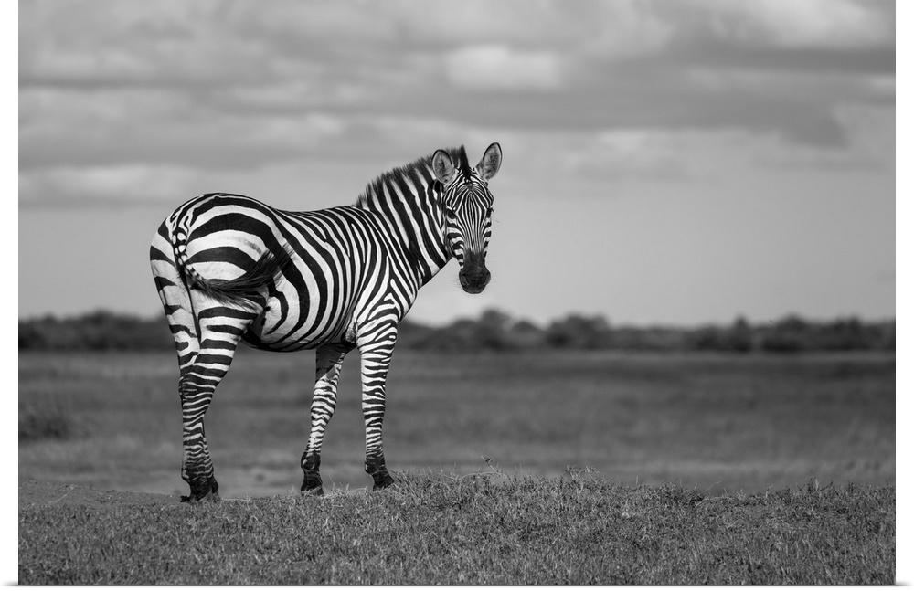 Portrait of a Burchell's zebra (equus quagga burchellii) standing on a grassy bank on the savanna at the Grumeti Serengeti...