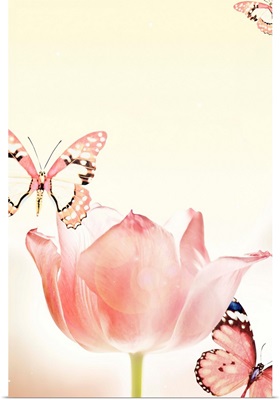 Butterflies And Tulips
