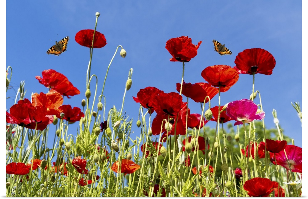 Butterflies flying over red poppies; Whitburn, Tyne and Wear, England.