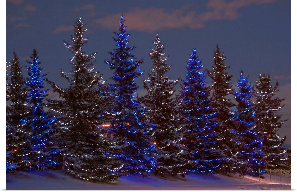 Calgary, Alberta, Canada, A Row Of Evergreen Trees With Christmas Lights