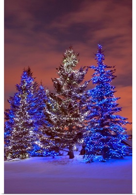 Calgary, Alberta, Canada, Christmas Lights On Evergreen Trees At Sunset