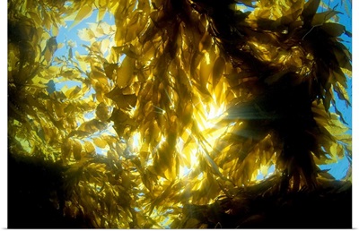 California, Catalina Island, Sunlight Streaming Through A Forest Of Giant Kelp