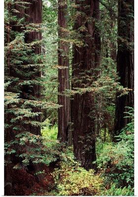 California, Jedediah Smith Redwoods State Park, Old Growth Of Redwood Trees