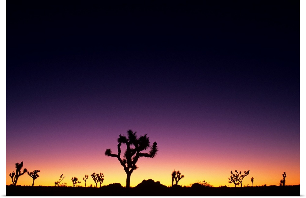 California, Mojave Desert, Joshua Tree National Park, Joshua Trees Silhouetted At Dawn