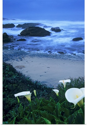 California, Pescadero, Calla Lilies Along Coastline, Beach And Ocean In Background
