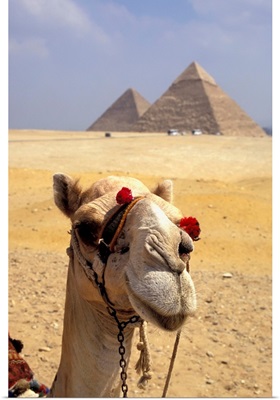 Camel Looking At Camera With Pyramids In The Background, Giza, Egypt