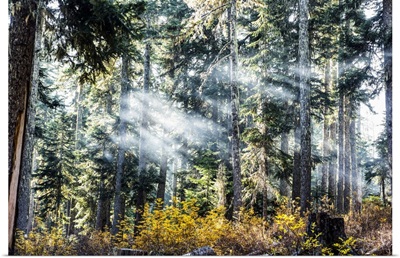 Campfire Smoke On An Autumn Morning, Gifford Pinchot National Forest, Washington