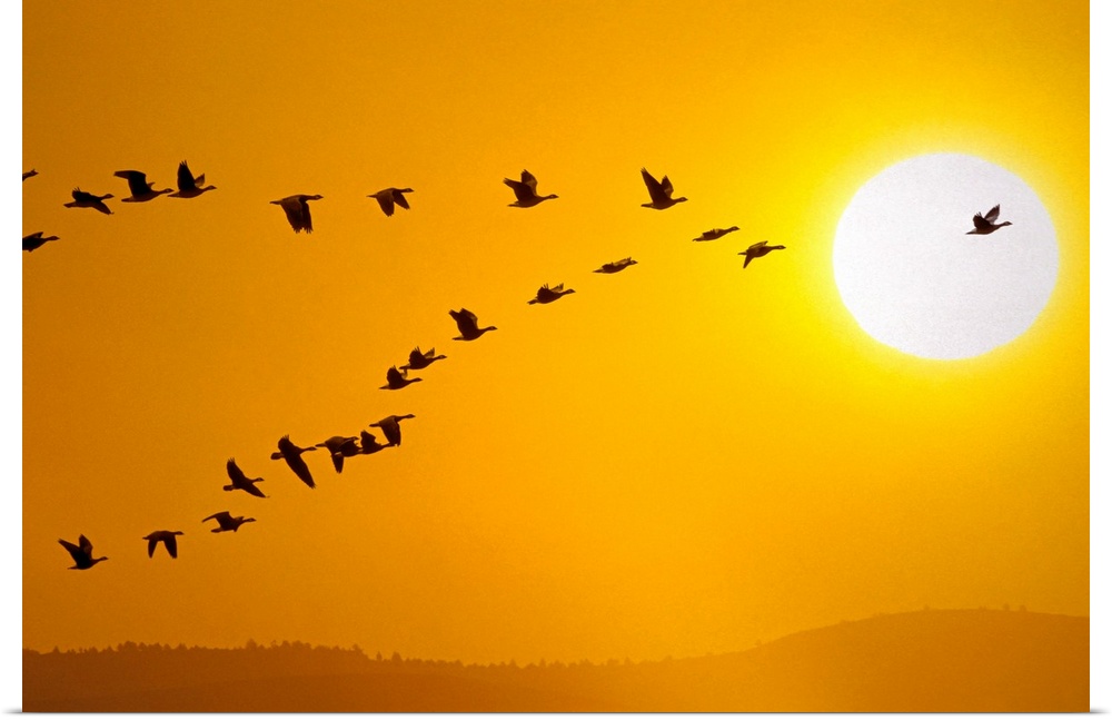 A flock of geese is pictured in V formation as they fly high in the sky with a large sun in the background.