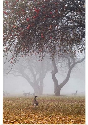 Canada geese sheltering under apple trees on a misty autumn morning, Ontario, Canada