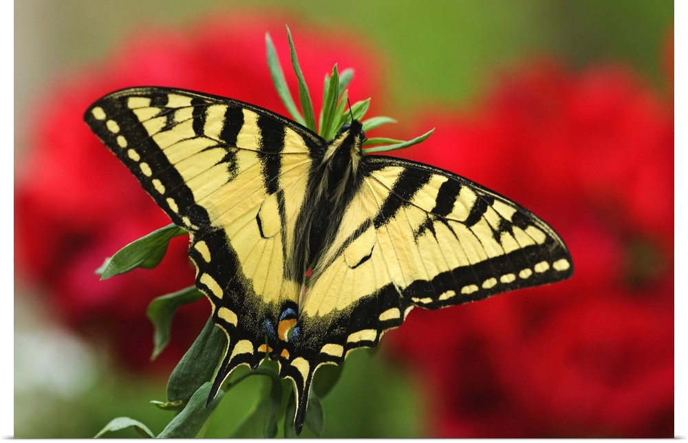 Close Up Of A Canadian Tiger Swallowtail Butterfly With Red Geraniam Flowers In Background