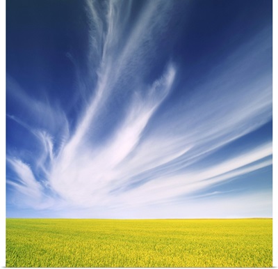Canola Field And Cirrus Clouds Near Rosetown, Saskatchewan, Canada