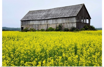 Canola Field And Old Barn, Bas-Saint-Laurent Region, Sainte-Helene, Quebec
