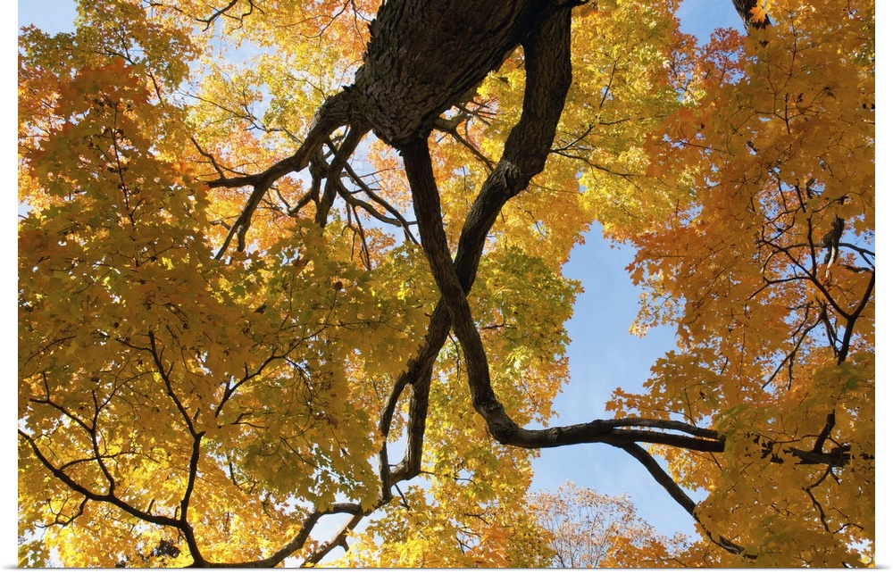 Canopy view of a large sugar maple in fall. Cambridge , Mt. Auburn , Massachusetts