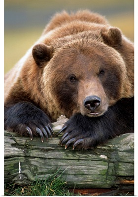 Captive Brown Bear, Alaska Wildlife Conservation Center, Alaska