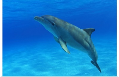Caribbean, Bahamas, Bahama Bank, Atlantic Bottlenose Dolphin