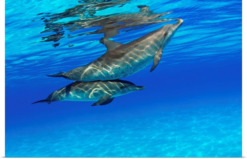 Caribbean, Bahamas, Bahama Bank, Two Atlantic Spotted Dolphin