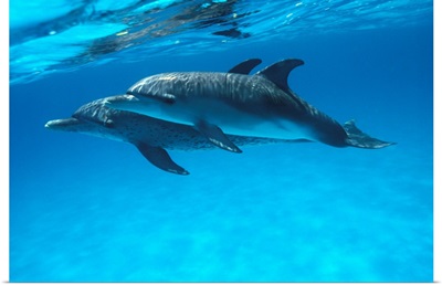 Caribbean, Bahamas, Pair Of Spotted Dolphins Underwater Near Surface