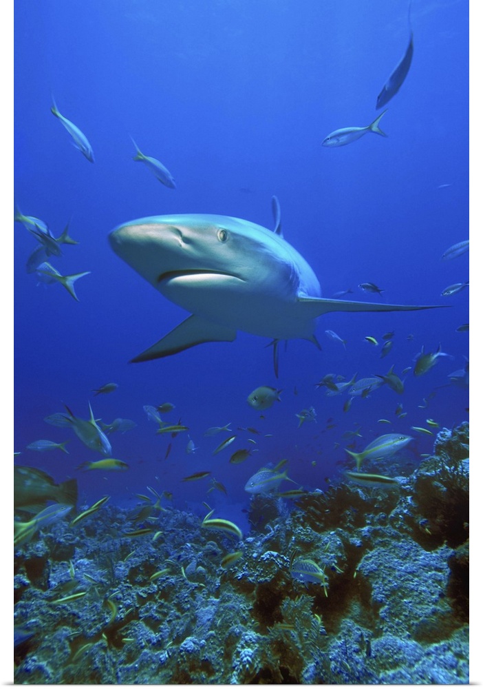 Caribbean Reef Shark (Carcharhinus Perezi)