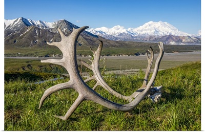 Caribou Antlers, Denali National Park And Preserve, Interior Alaska, Alaska