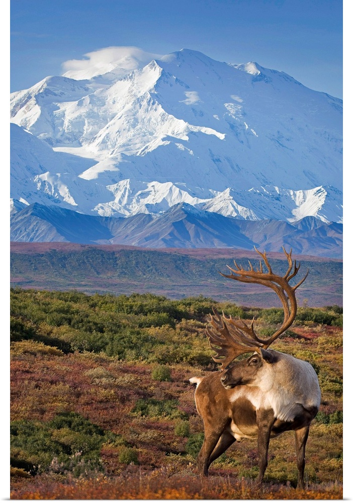 Caribou bull standing on a ridgeline with Mt. McKinley and Denali National Park