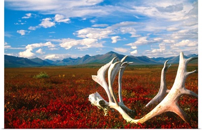 Caribou Skull And Antlers Laying On Arctic Tundra, Kobuk Valley National Park, Alaska