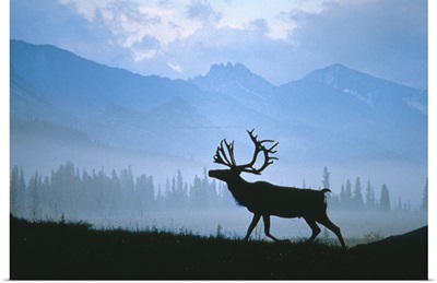 Caribou Walking Denali Natl Park Fog Alaska Composite