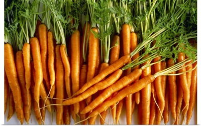 Carrots with their tops