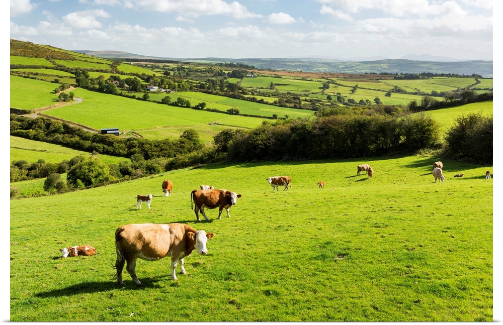 Cattle grazing on lush green hilly pastures with trees separating fields, County Kerry, Ireland.