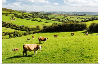 Cattle grazing on lush green hilly pastures with trees separating fields, Ireland