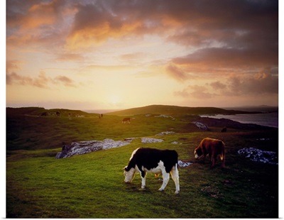 Cattle, Mannin Bay, County Galway, Ireland