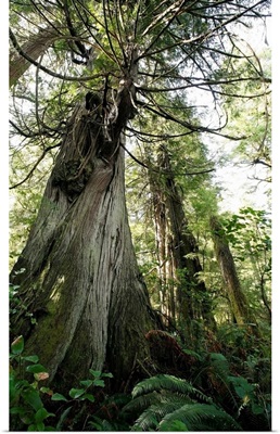 Cedar And Fir Trees, Meares Island, British Columbia, Canada