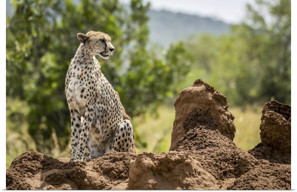 Cheetah (acinonyx jubatu) sitting on termite mound turning head, Serengeti, Tanzania.