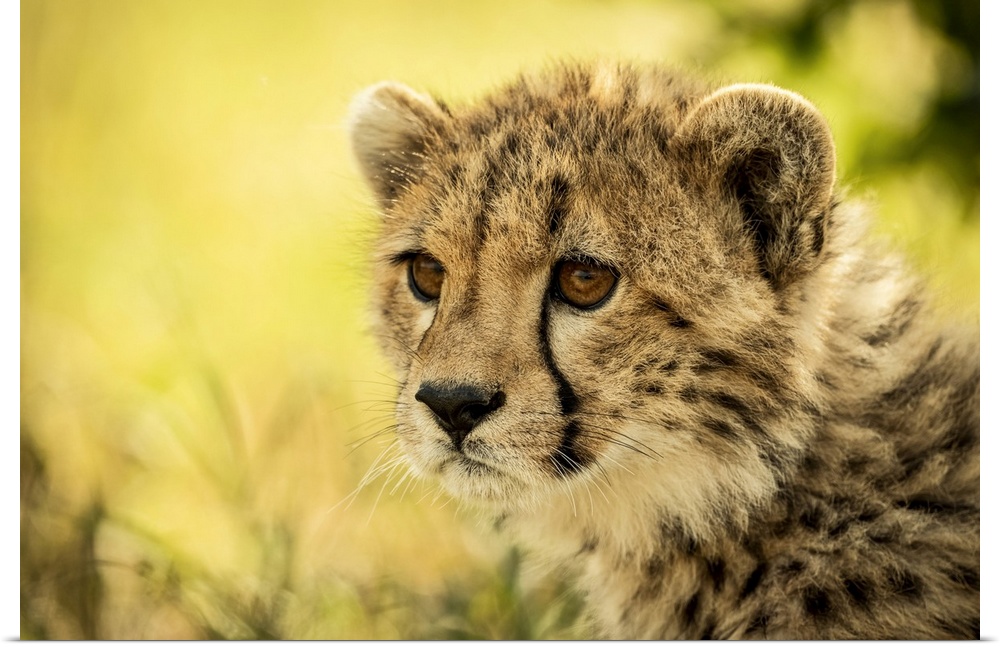 Close-up of cheetah cub (Acinonyx jubatus) sitting staring left, Cottar's 1920s Safari Camp, Maasai Mara National Reserve;...