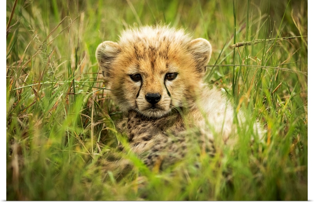 Cheetah cub (acinonyx jubatus) lies in grass eyeing camera, Grumeti Serengeti tented camp, Serengeti national park, Tanzania.