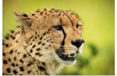 Cheetah Face Against Blurred Background, Klein's Camp, Serengeti National Park, Tanzania