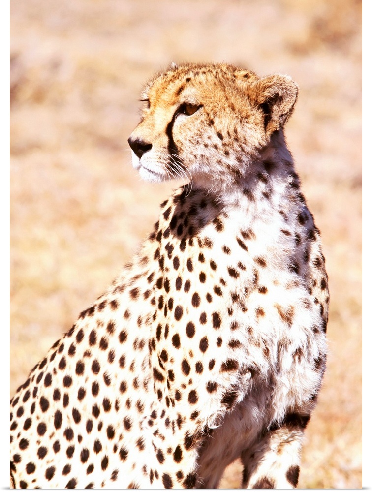 Cheetah In Maasai Mara Game Reserve