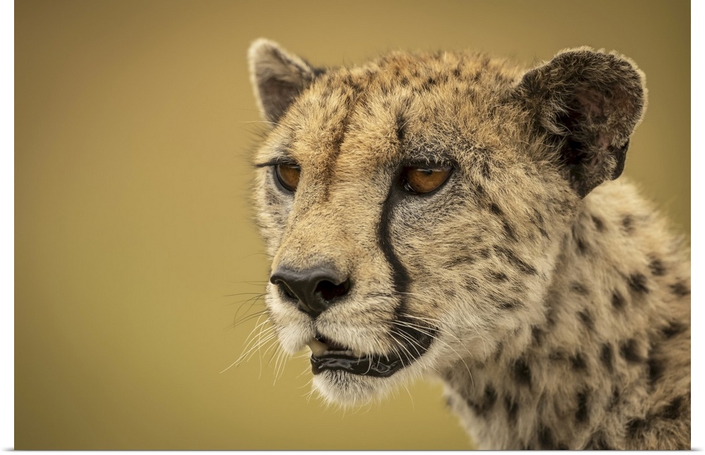 A cheetah (acinonyx jubatus) is staring into the distance in a close-up of her face and neck. She has brown fur covered wi...