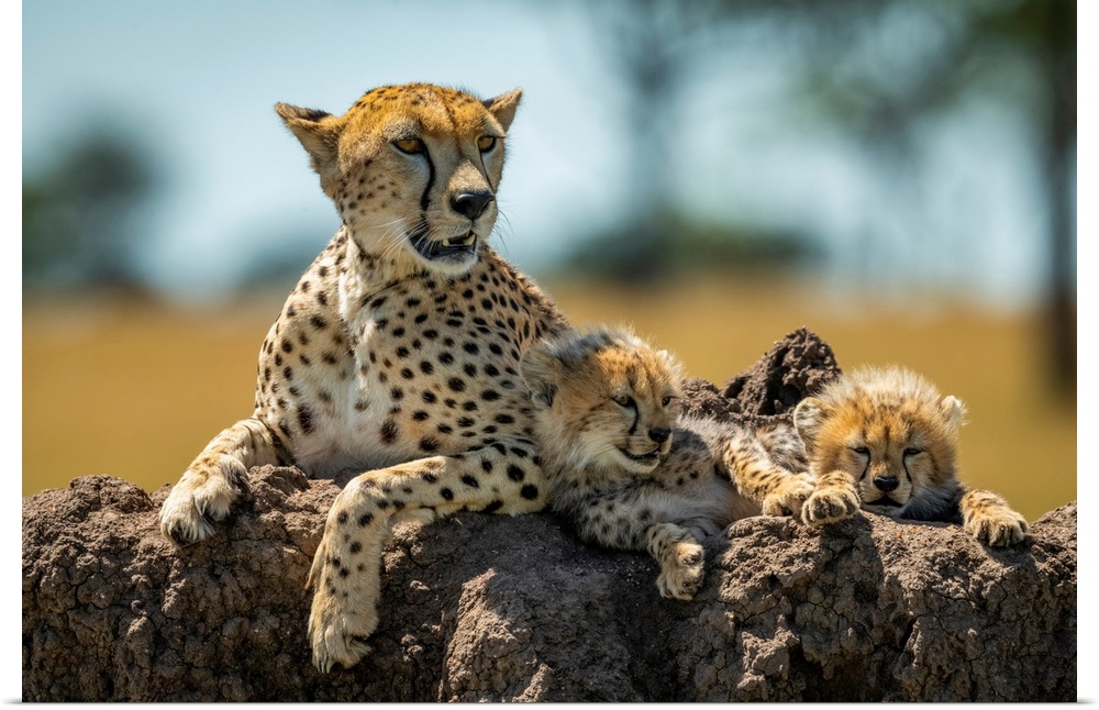 Cheetah (acinonyx jubatus) lies on mound with sleepy cubs, Grumeti Serengeti tented camp, Serengeti national park, Tanzania.