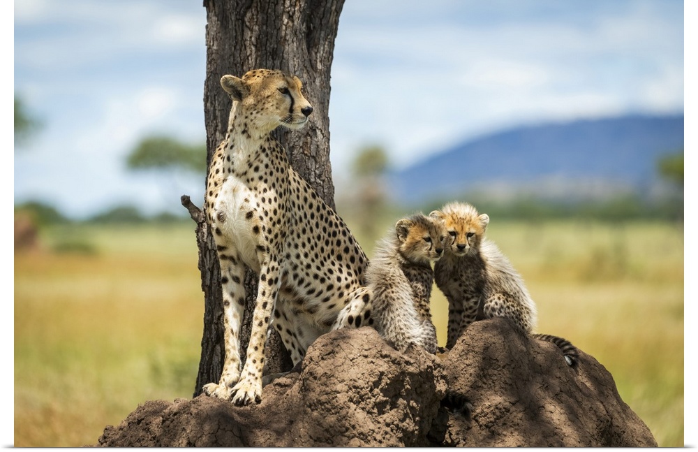 Cheetah (Acinonyx jubatus) sits on termite mound by cubs, Grumeti Serengeti Tented Camp, Serengeti National Park; Tanzania
