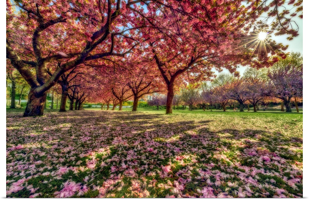 Beauty of Cherry blossom trees (Prunus kanzan) in full bloom with petals littering the ground in a park; Brooklyn, New Yor...