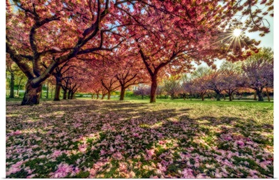 Cherry Blossom Trees In Full Bloom, Brooklyn, New York