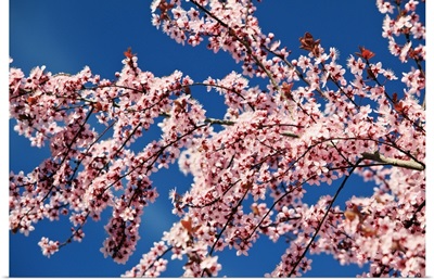 Cherry Blossoms On A Tree In Spring, Oregon