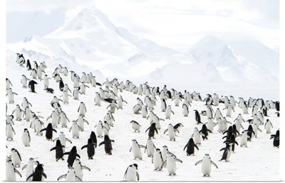 Chinpstrap Penguins On A Snowy Hillside