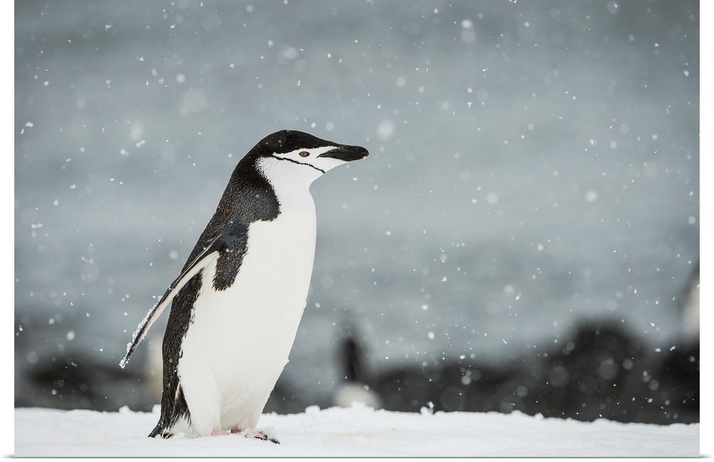 Chinstrap Penguin (Pygoscelis antarctica) in a snowfall, Half Moon Island, South Shetland Islands, Antarctica.