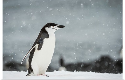 Chinstrap Penguin in a snowfall, Half Moon Island, South Shetland Islands, Antarctica