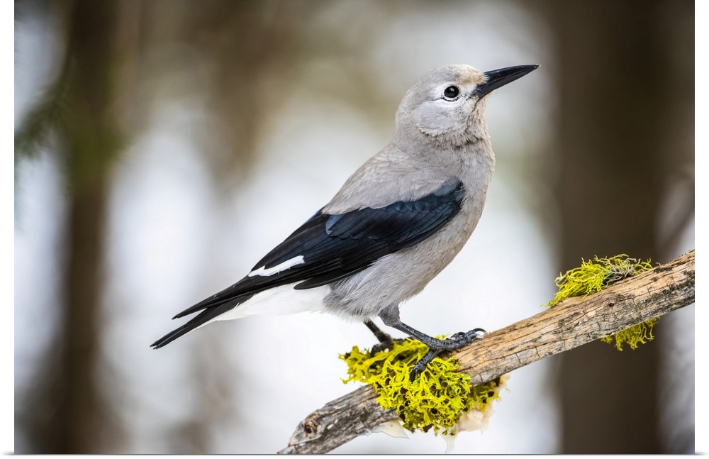Clark's Nutcracker (Nucifraga columbiana) perched on branch with colourful lichens; Silver Gate, Montana, United States of...