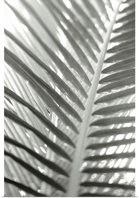 Close-up detail of coconut palm fronds, Selective focus