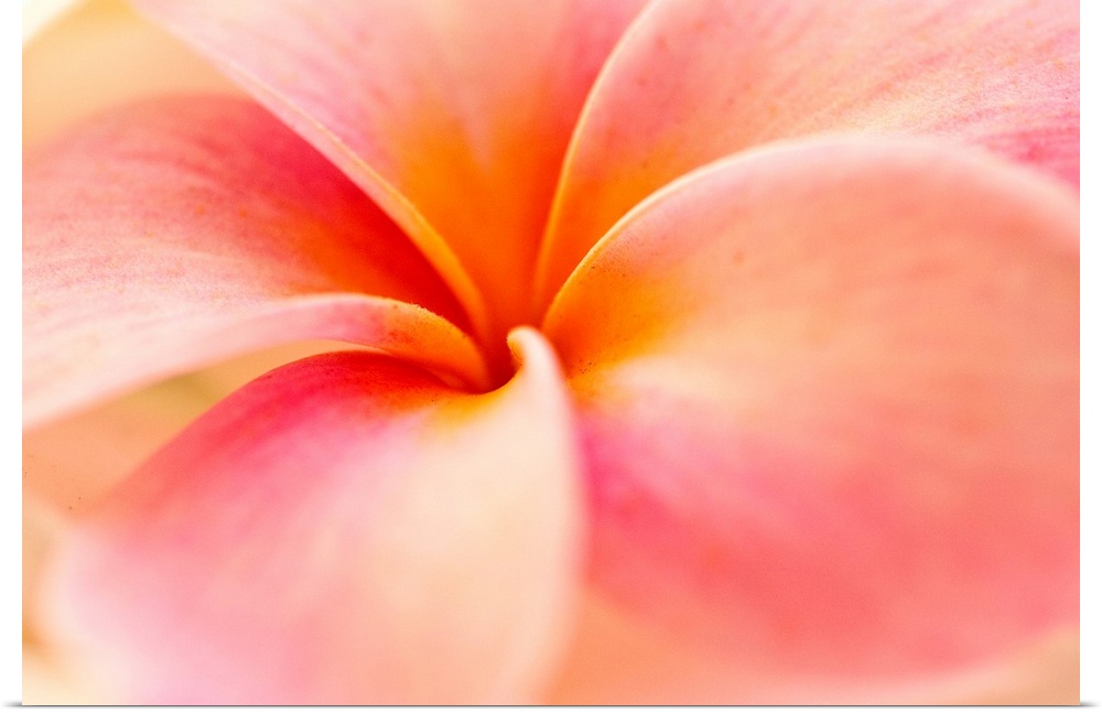 This nature photograph shows the center of a tropical flower blossom and a soft focus on its outer edges.